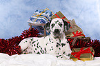 Dalmatian puppy Christmasy