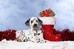 Dalmatian puppy Christmasy