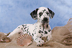 Dalmatian Puppy