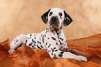 lying Dalmatian puppy