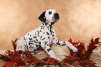 sitting Dalmatian Puppy