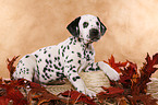 lying Dalmatian puppy