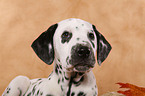 Dalmatian Puppy Portrait