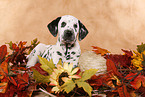 lying Dalmatian puppy