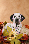 lying Dalmatian puppy