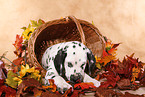 lying Dalmatian puppy