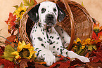 lying Dalmatian puppy