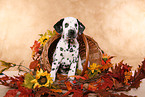 sitting Dalmatian Puppy