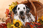 lying Dalmatian puppy