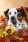 lying Dalmatian puppy