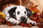 lying Dalmatian puppy