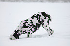 Dalmatian in the snow