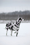 Dalmatian in the snow