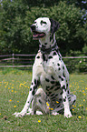 sitting dalmatian