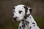 Dalmatian Portrait