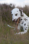 Dalmatian