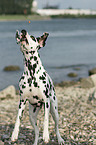 Dalmatian