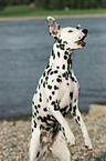 Dalmatian catches treat