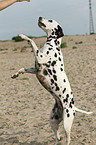 Dalmatian