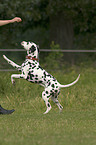 jumping Dalmatian