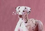 Dalmatian