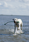 running Dalmatian