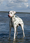 Dalmatian