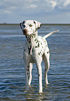 Dalmatian