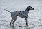 Dalmatian