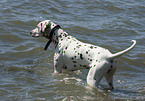 Dalmatian