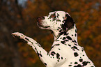 Dalmatian