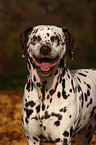 Dalmatian Portrait