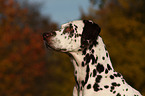 Dalmatian Portrait