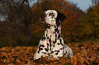 Dalmatian