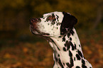 Dalmatian Portrait