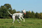 playing Dalmatian