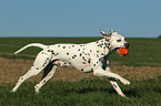 playing Dalmatian