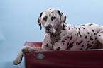 Dalmatian