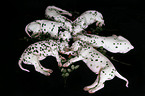 Dalmatian Puppies