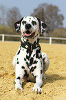 Dalmatian