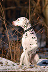 sitting Dalmatian