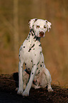 sitting Dalmatian