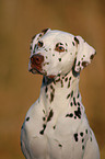 Dalmatian Portrait