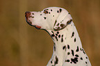 Dalmatian Portrait