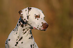 Dalmatian Portrait