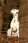 sitting Dalmatian