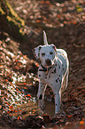 Dalmatian