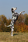 Dalmatian shows trick