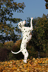 Dalmatian shows trick