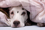 Dalmatian in bed